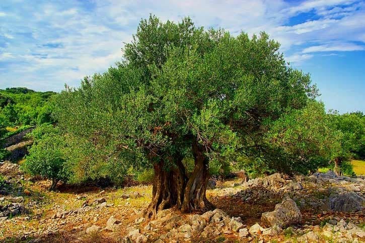 Nature Trivia Question: An olive tree can live over 2000 years.