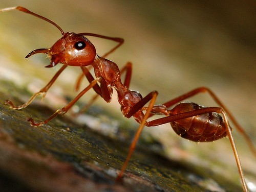 Nature Trivia Question: Ants don't sleep.