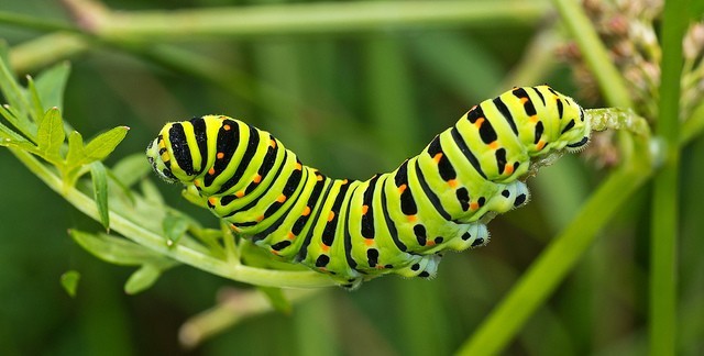 Nature Trivia Question: Caterpillars liquify as they transform into moths
