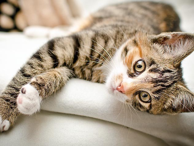 природа Запитання-цікавинка: Чи можуть кішки чути ультразвук?