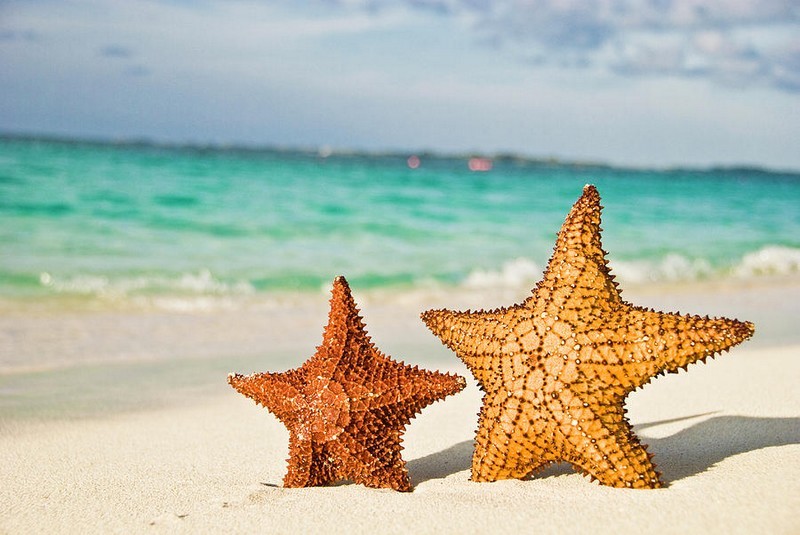 Nature Trivia Question: Does a starfish have a brain?