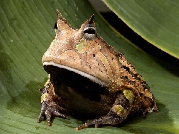 Nature Trivia Question: Frogs are cold blooded animals.