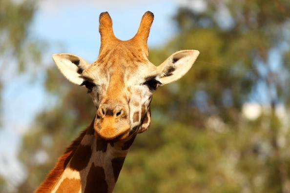 Nature Trivia Question: Giraffe’s tongue has protection from sunburn