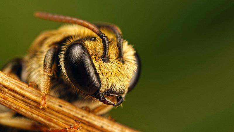 how-many-pairs-of-wings-does-a-bee-have-trivia-questions