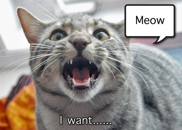Nature Question: Combien de vocalisations ont les chats ?