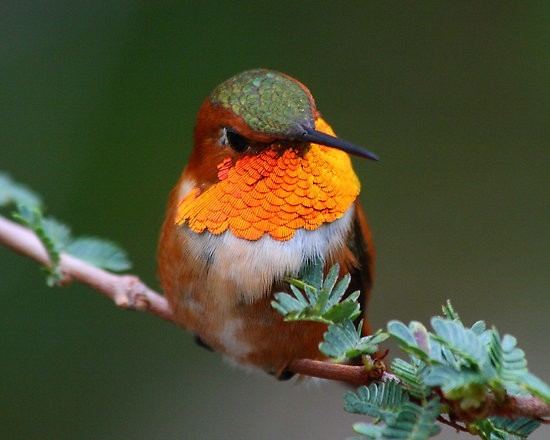 Nature Trivia Question: How much does the average hummingbird weigh?