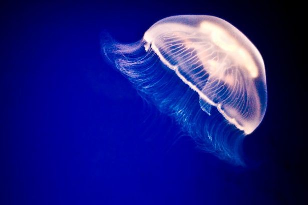 Nature Trivia Question: Jellyfish is 50% water.