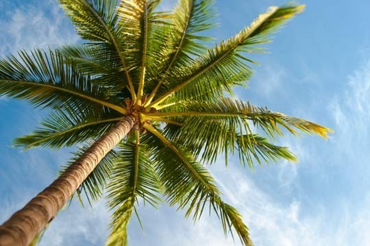 Nature Trivia Question: Palm tree is a type of which of the following?