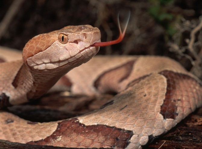 Natur Wissensfrage: Stimmt es, dass Schlangen nicht blinzeln können?