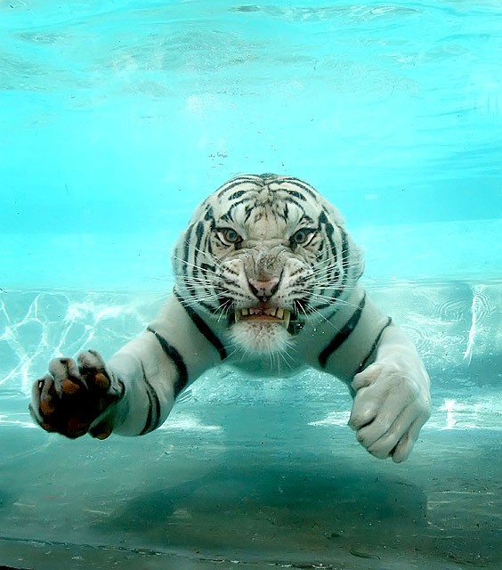 Nature Trivia Question: Is it true that tigers love swimming?