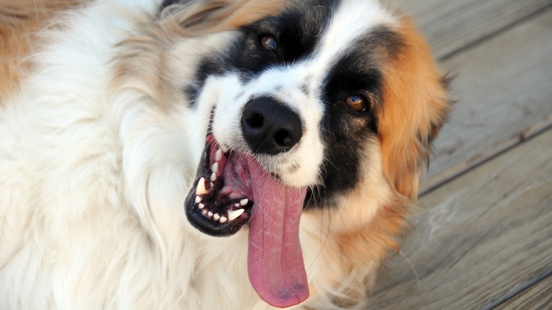 Nature Trivia Question: What animal has the largest tongue?