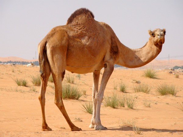 природа Запитання-цікавинка: З чого складається горб верблюда?