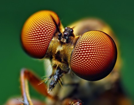 природа Запитання-цікавинка: Яке комаха вбиває партнера після спарювання?