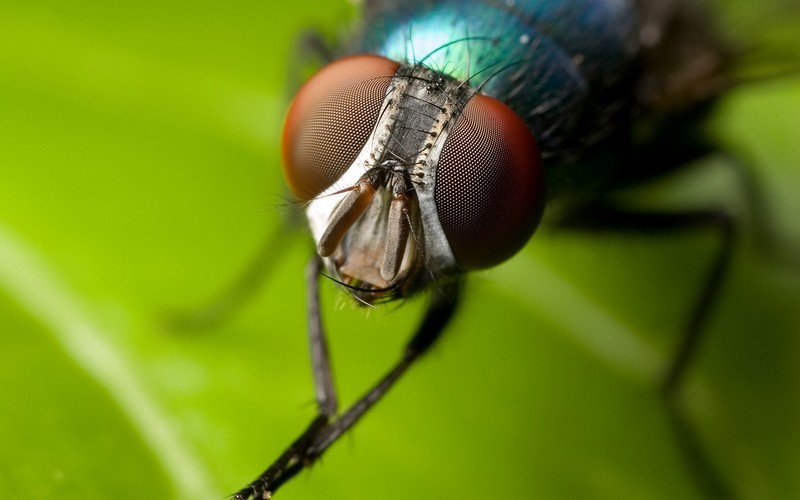 natura Pytanie-Ciekawostka: Jak długo żyje zwykła mucha domowa?