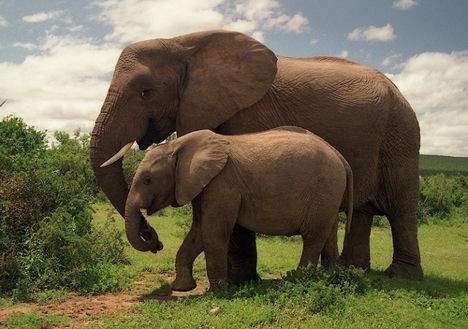 Nature Trivia Question: What is the correct term for a female elephant?