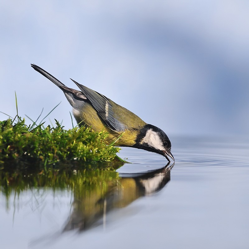 Natur Wissensfrage: Was ist die ideale Wassertiefe für ein Vogelbad?