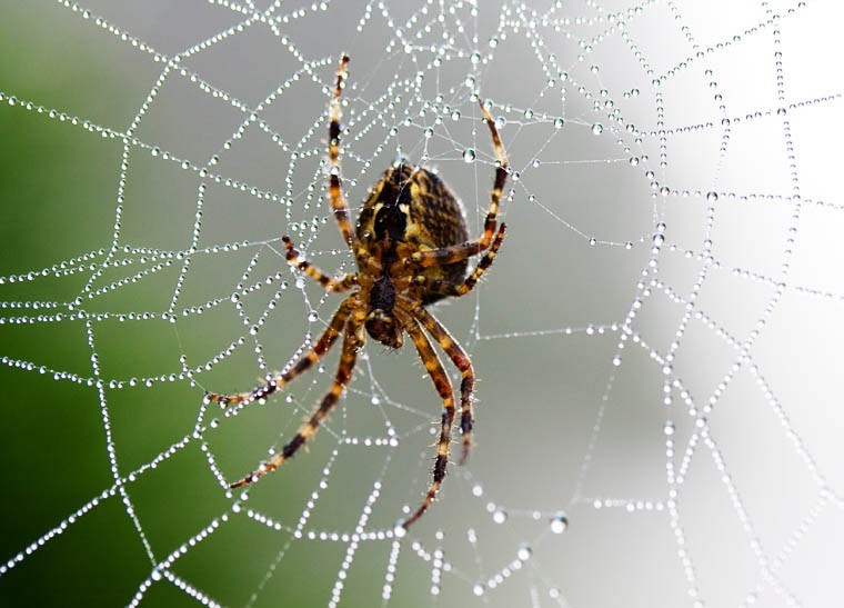 Natur Wissensfrage: Was ist die giftigste Spinne der Welt?