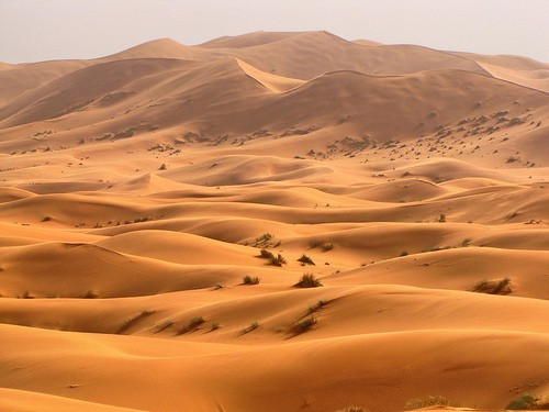 Geography Trivia Question: What is the world's largest desert?