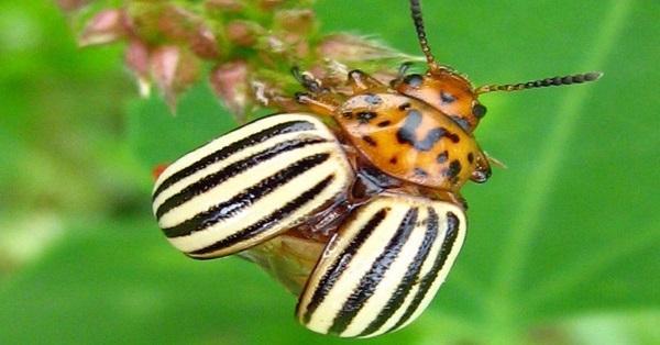 Nature Trivia Question: What plant does the Colorado beetle usually attack?