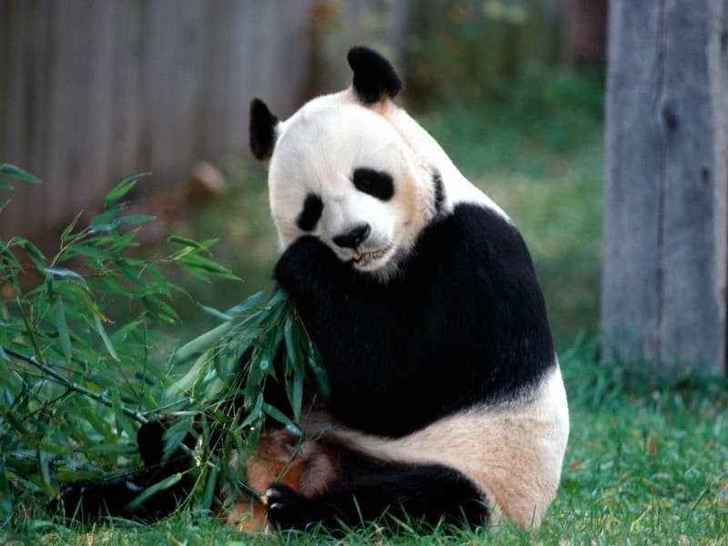 Natura Domande: Dove uccidere un panda è punibile con la pena di morte?