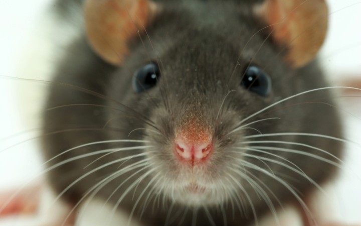 природа Запитання-цікавинка: Яка тварина при народженні важить менше, ніж щур?
