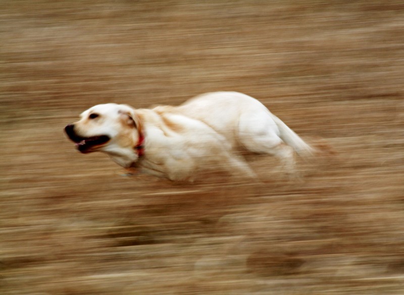 Natura Domande: Quale razza di cane viene considerata la più veloce al mondo?