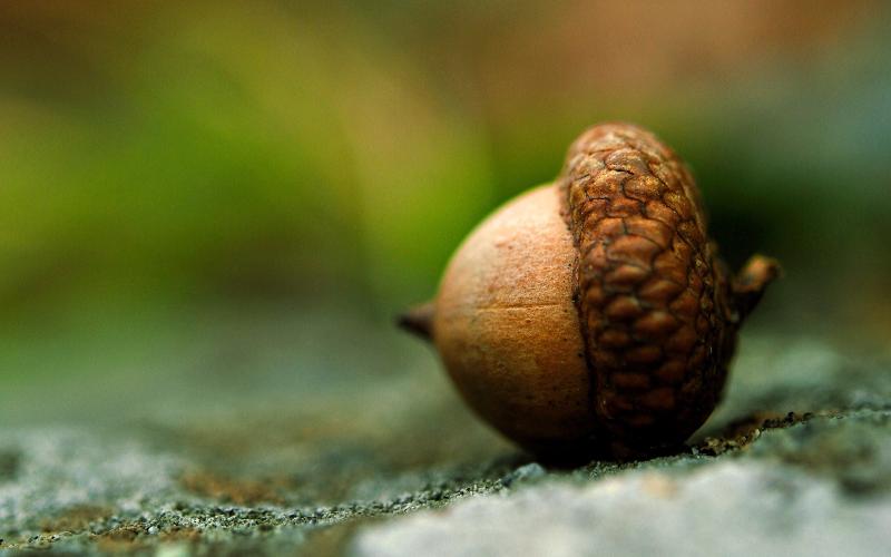 Nature Trivia Question: Which tree grows from an acorn?