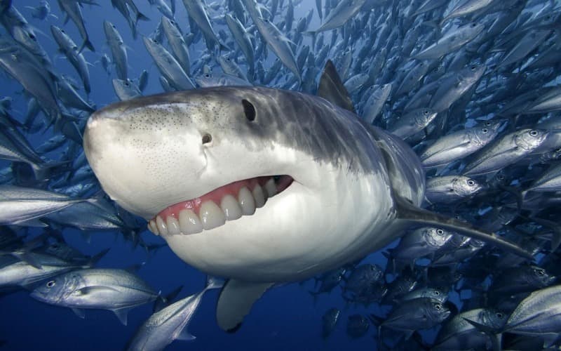 Nature Trivia Question: Up to how many teeth can a shark have?