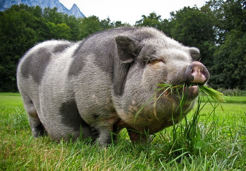География Вопрос: Может ли свинья поднять голову вверх?