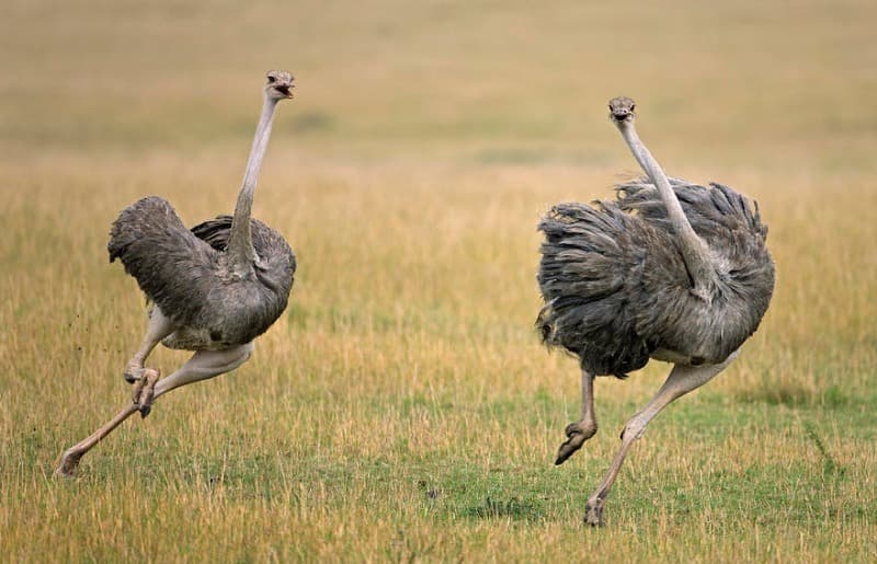 Nature Trivia Question: Ostriches stick their heads in the sand when they're scared or threatened.
