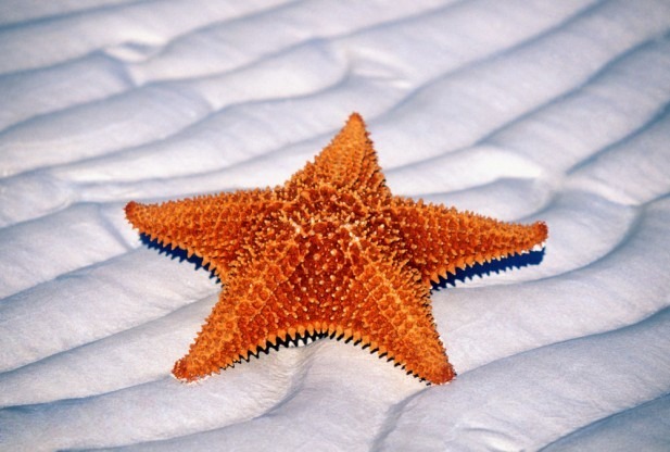 Nature Trivia Question: Starfish have blood.