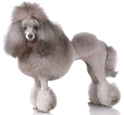 Nature Trivia Question: What country did the dog breed Poodle originate?