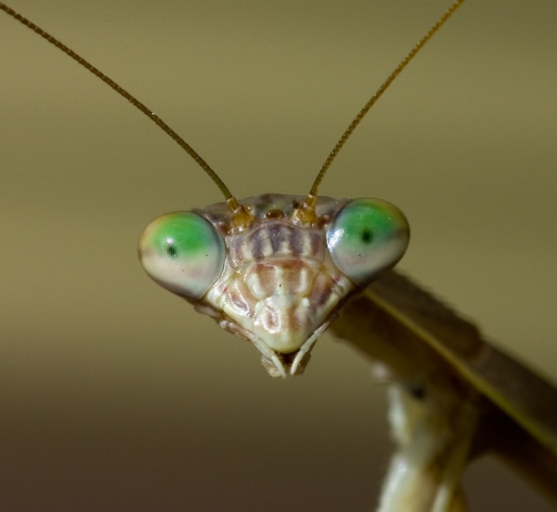 Nature Trivia Question: How many eyes does the praying mantis have?