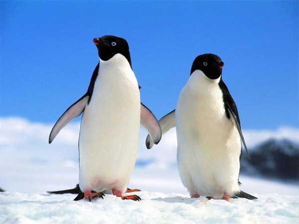 natura Pytanie-Ciekawostka: Za pomocą czego pingwiny oświadczają się swoim "dziewczynom"?