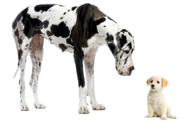 Nature Trivia Question: Which dog breed lives the longest?