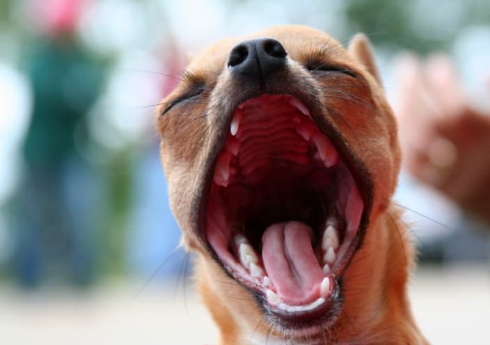 Nature Trivia Question: A dog's mouth is cleaner than a human's mouth.