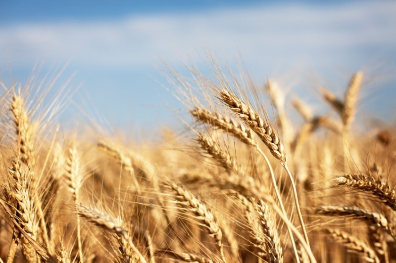 Geography Trivia Question: Botanically, wheat is a: