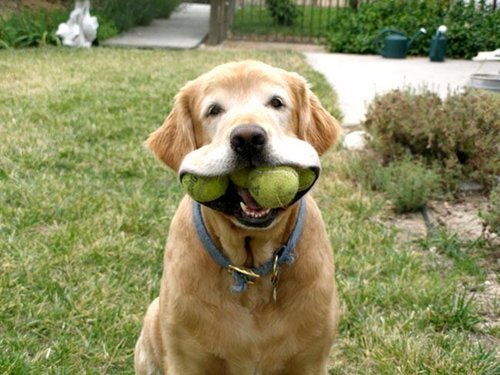 Natur Wissensfrage: Hunde spielen gern Apportieren, weil sie von Natur aus ... sind.