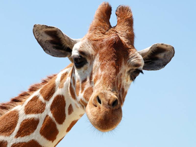 Nature Trivia Question: What are the horn like protrusions on the head of a giraffe called?