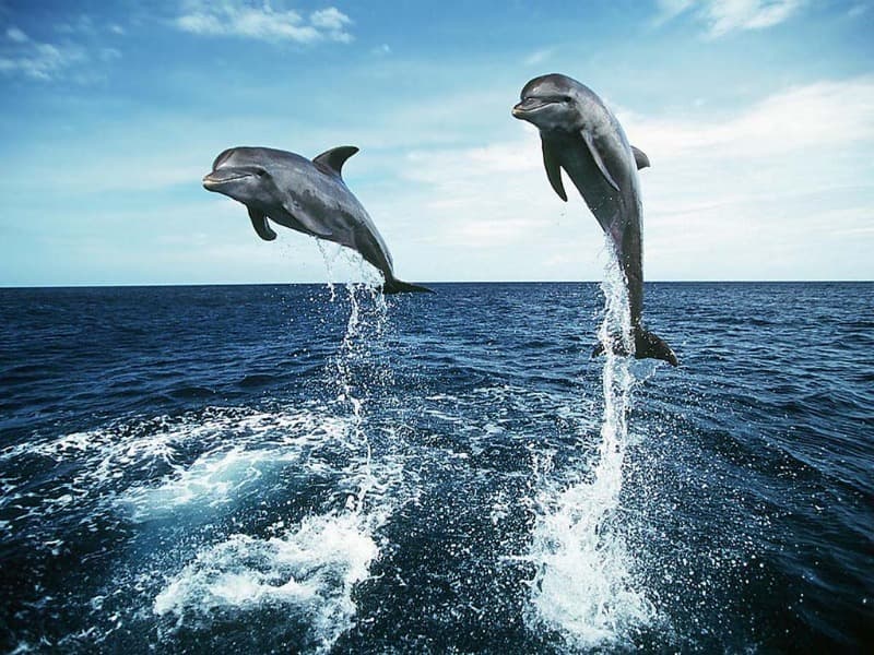 Nature Trivia Question: What is a group of dolphins called?