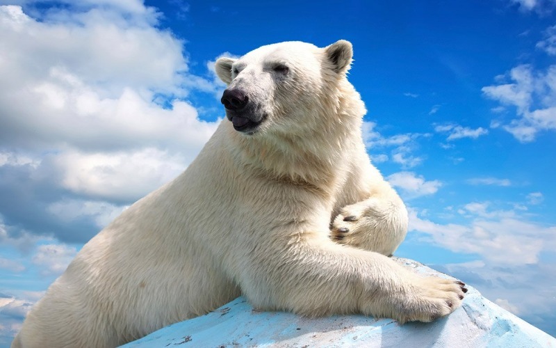 natura Pytanie-Ciekawostka: Gdzie mieszkają niedźwiedzie polarne?