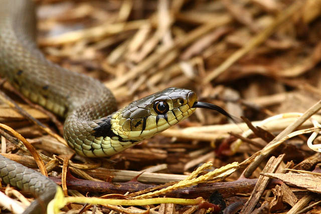 Природа Вопрос: Есть ли в Новой Зеландии наземные змеи?