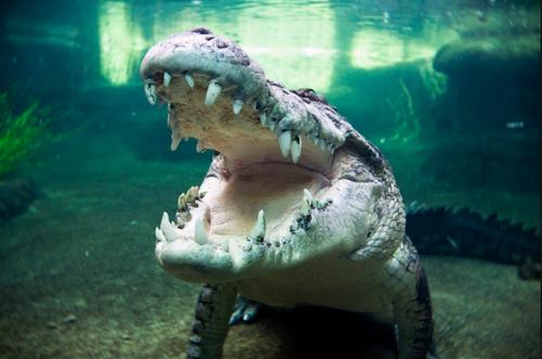 Nature Trivia Question: How long can a saltwater crocodile hold its breath underwater?
