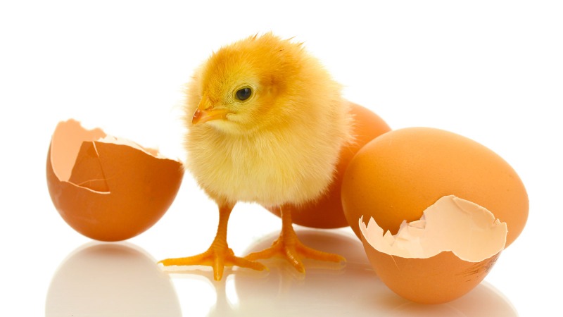природа Запитання-цікавинка: Як довго курка висиджує яйця?