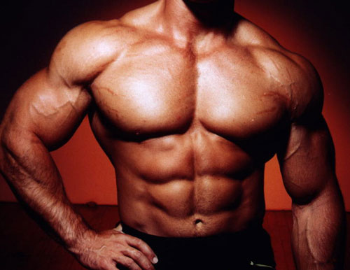 Наука Вопрос: Какая мышца в теле среднестатистического человека самая большая?