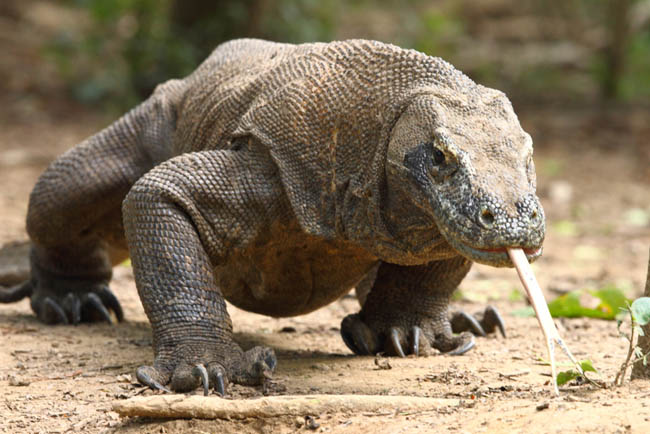 Nature Question: Qu'est-ce que représente le Dragon de Komodo ?