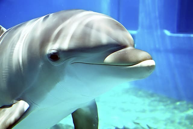 Природа Вопрос: Максимальное количество времени, которое могут провести дельфины под водой?