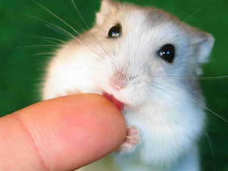 Nature Trivia Question: Mom hamsters might eat their own babies when they are touched