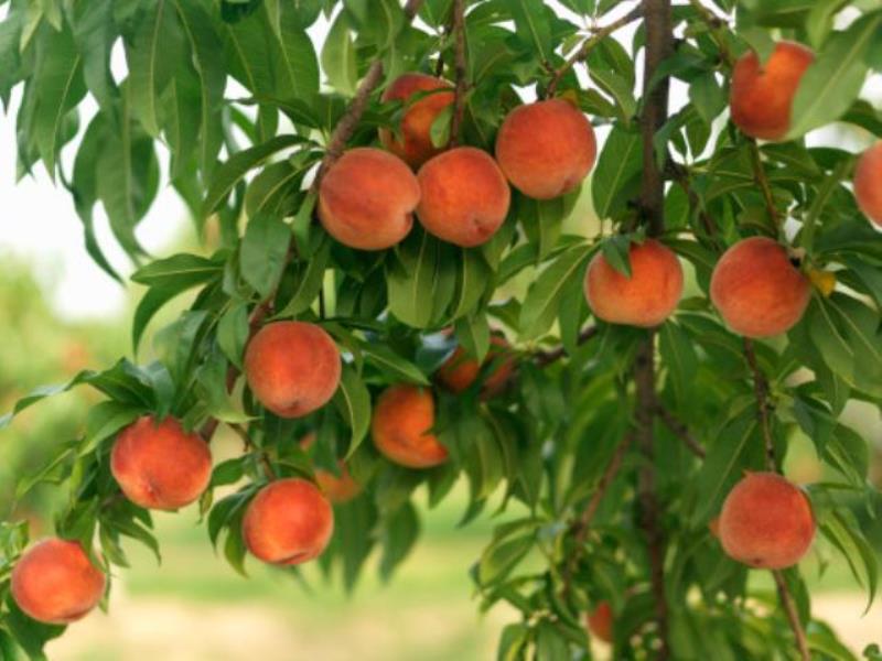 Природа Вопрос: Откуда родом персики?