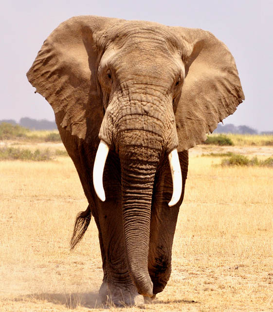 Природа Вопрос: Сколько зубов у слона?